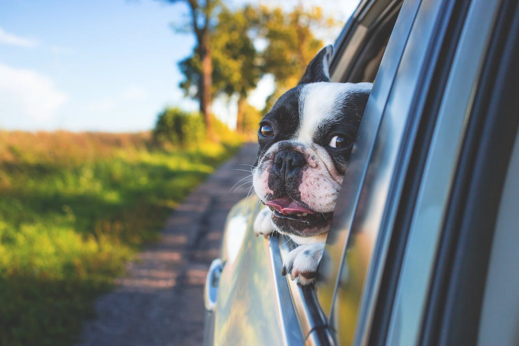 Pet-Friendly Car Accessories and Tips: Travel Companions Made Easy